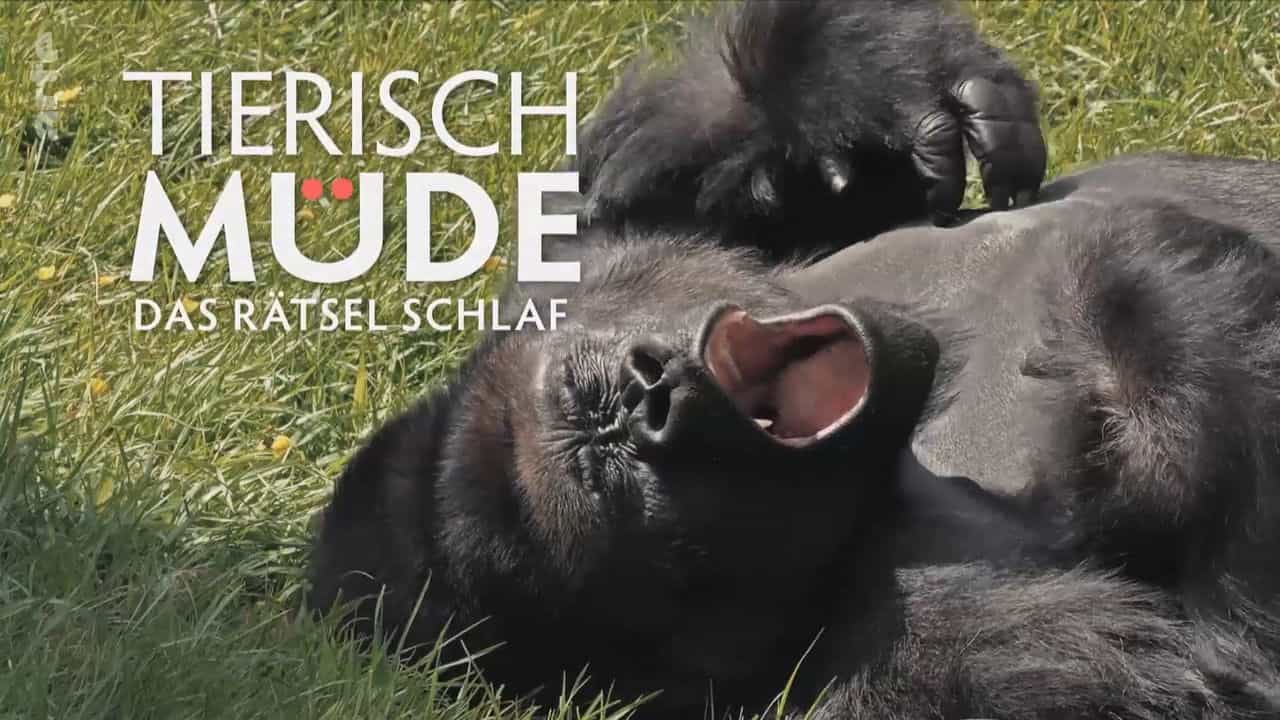 Tierisch müde - Das Rätsel Schlaf