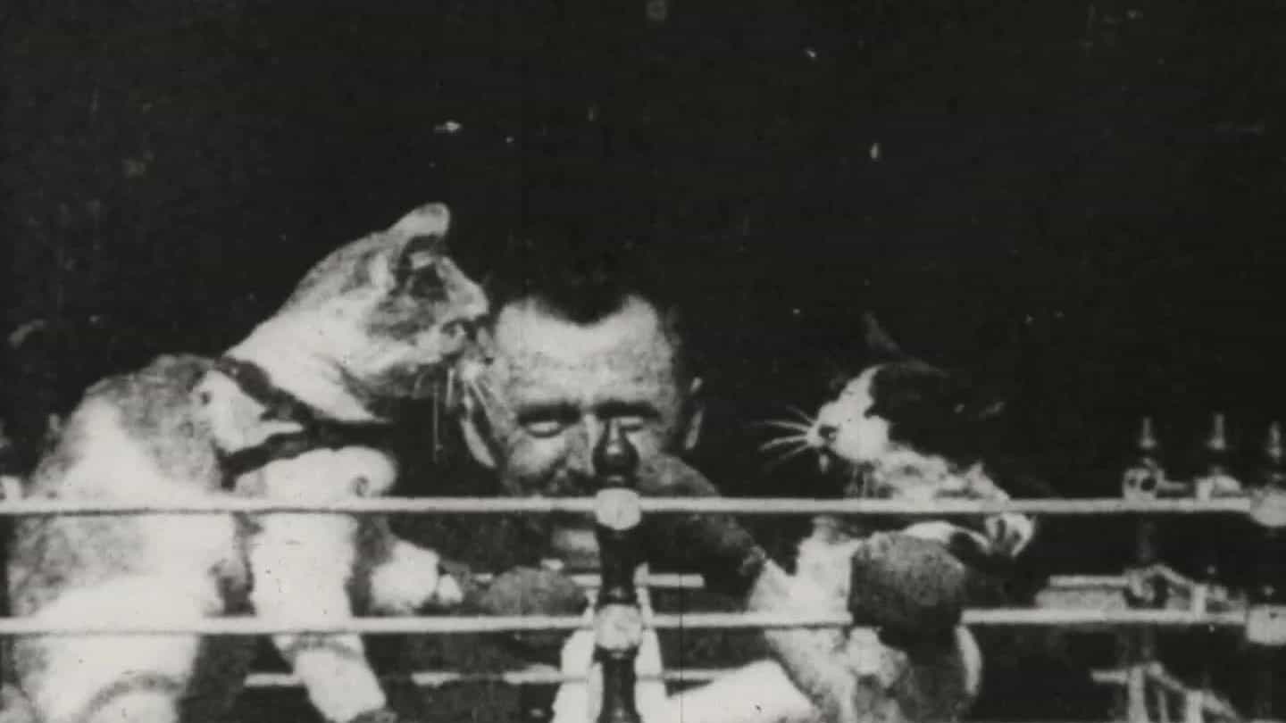 The Boxing Cats (Prof. Welton's)