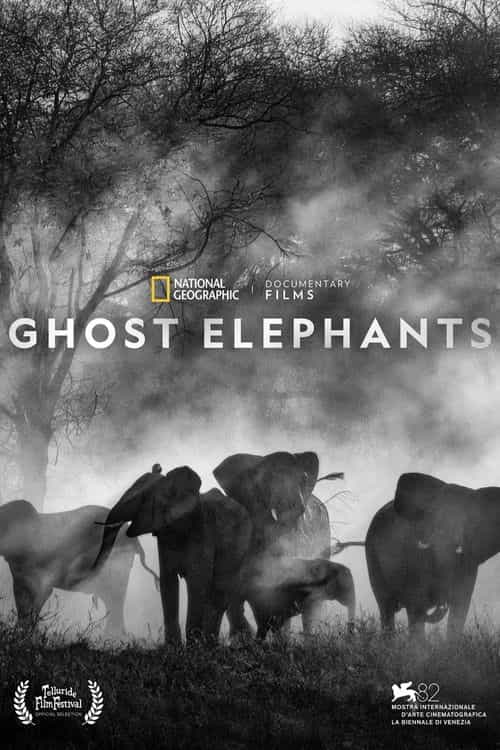 Ghost Elephants