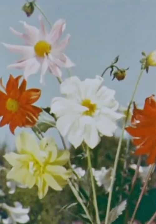Spring Comes to Kashmir