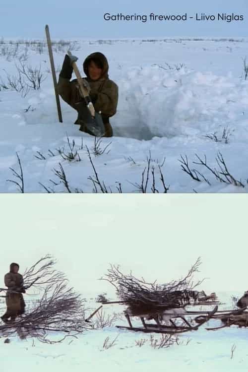 Gathering Firewood