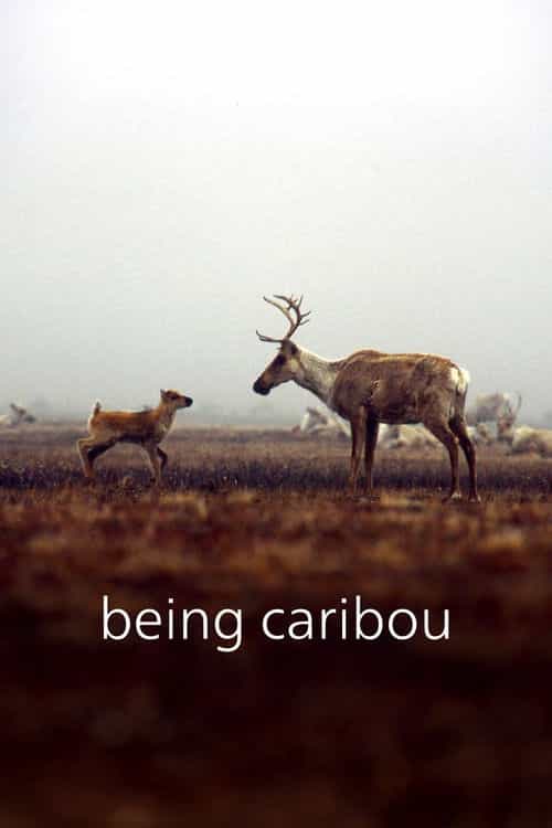 Being Caribou