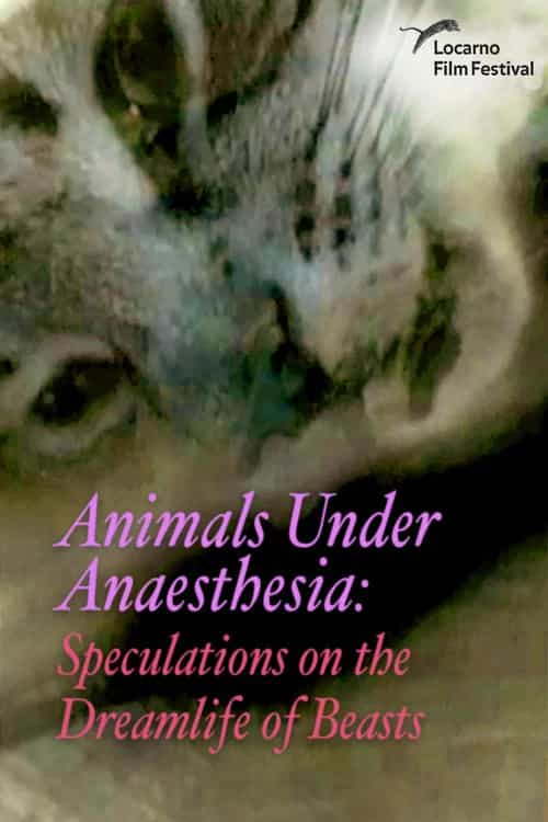 Animals Under Anaesthesia: Speculations on the Dreamlife of Beasts