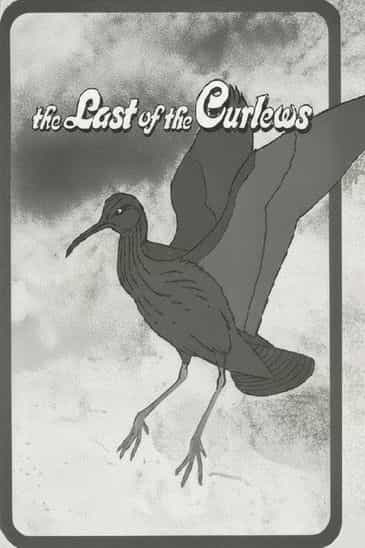 The Last of the Curlews