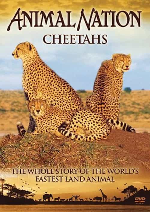 Animal Nation Cheetahs