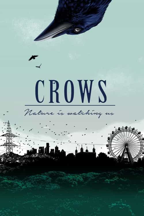 Crows - Nature Is Watching Us