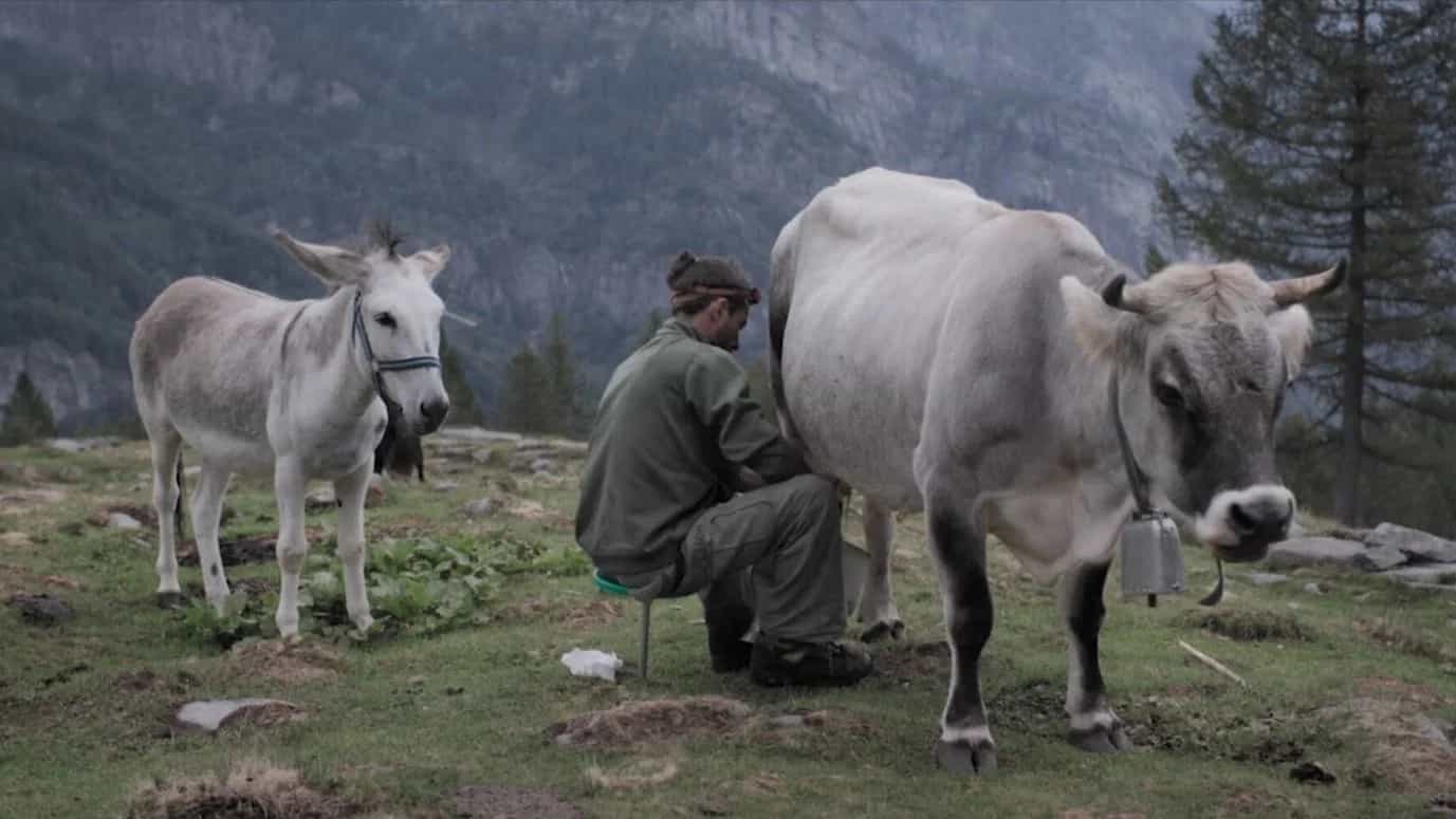 Cows on the Roof