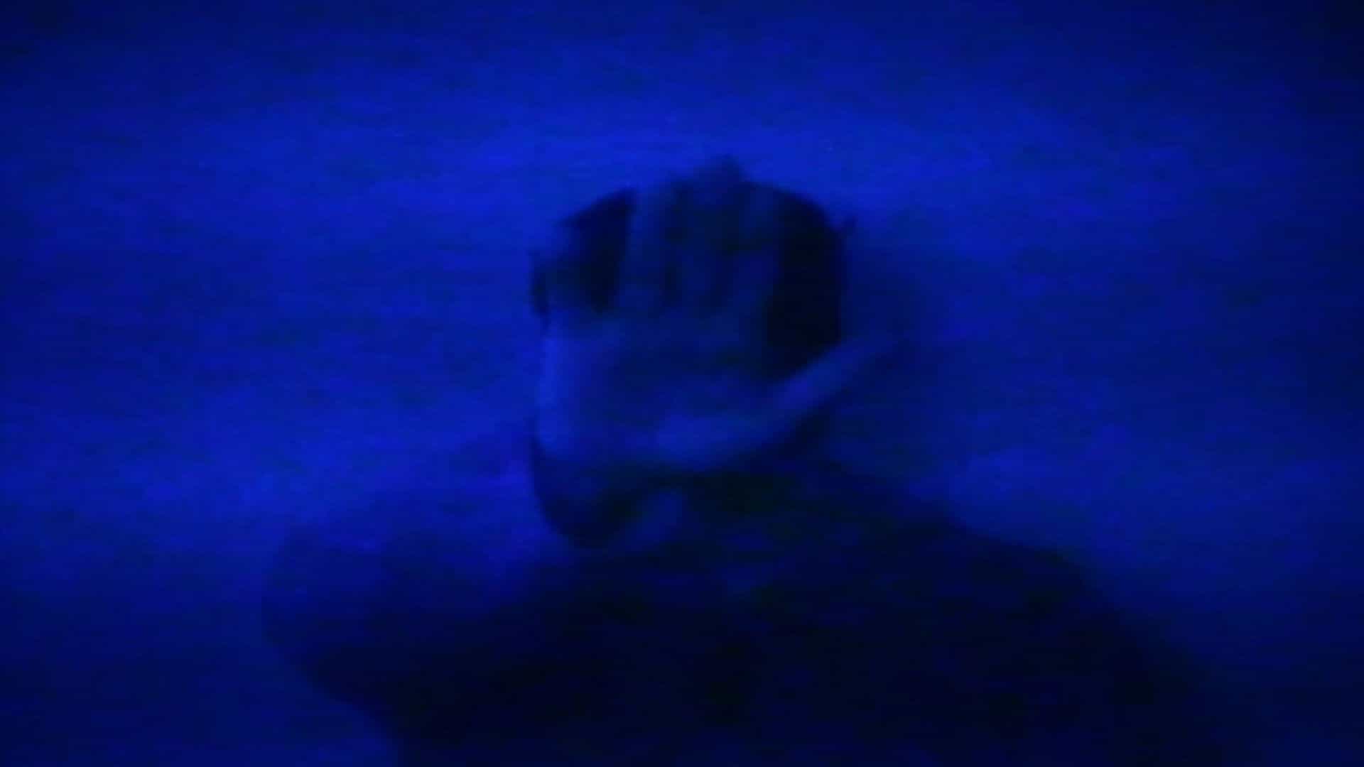 HSP: There Is No Escape from the Terrors Of the Mind